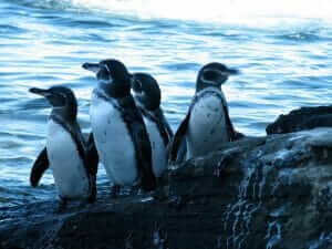 viajes-a-las-islas-galapagos-pinguinos