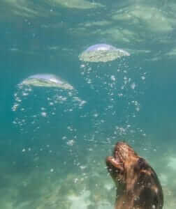 viajes-a-las-islas-galapagos-leon-marino