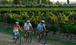 Baccus Vineyards Biking Tour Mendoza