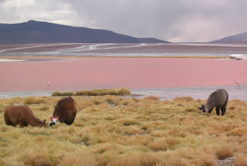 Lugares turisticos de Bolivia Laguna Colorada