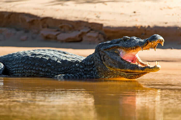Mejores destinos sudamerica Pantanal
