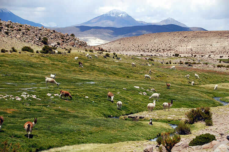 Viajes a Arica Lauca
