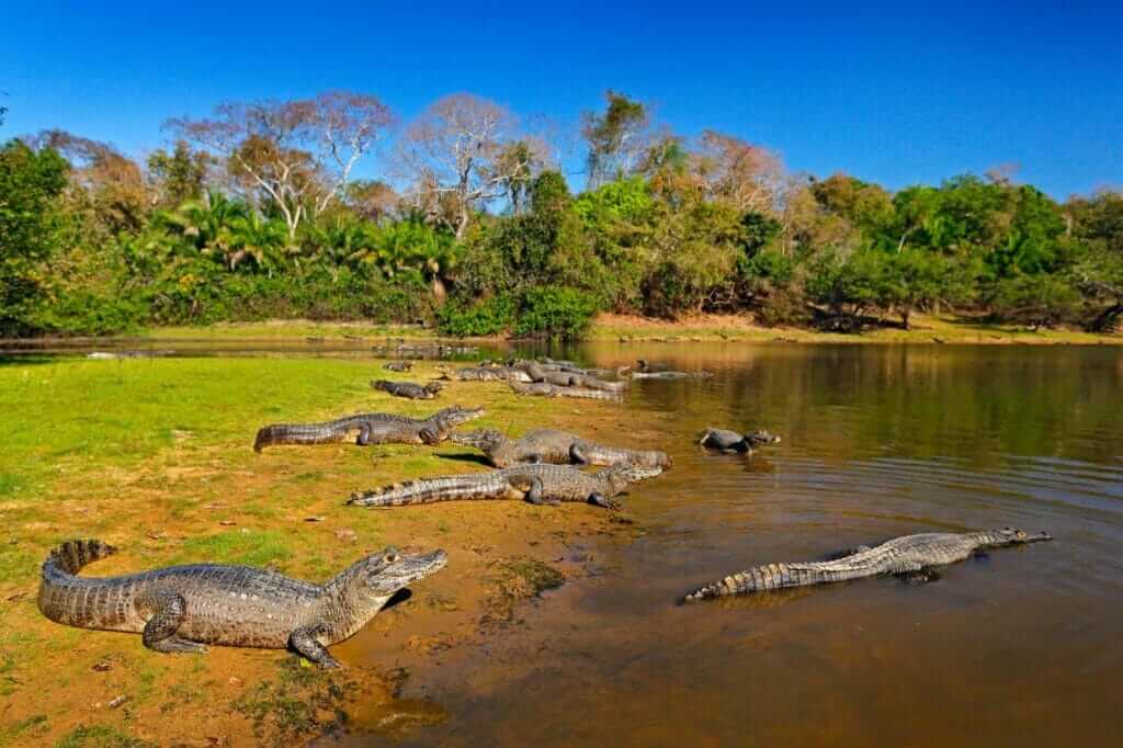 El Gran Pantanal