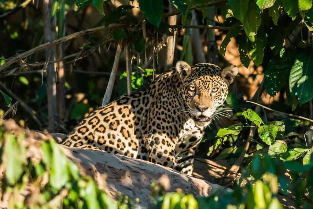 Jaguar en las yungas argentinas