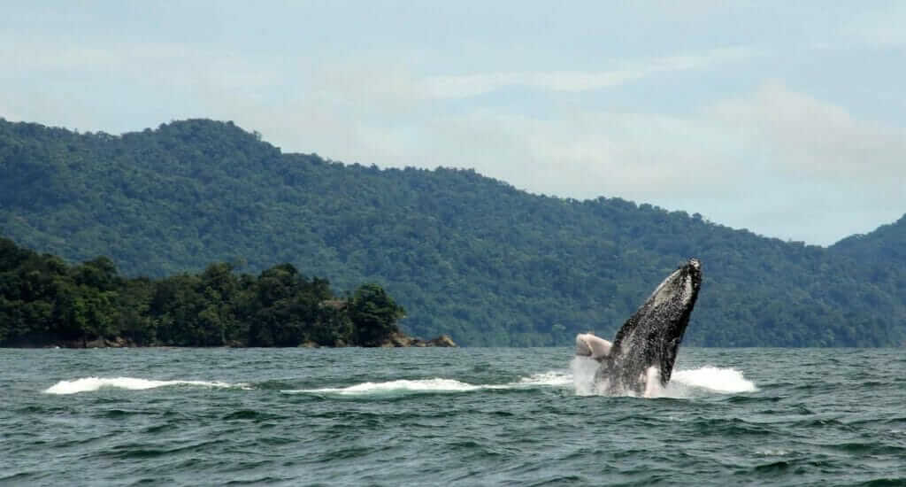 Ballenas jorobadas en Nuqui