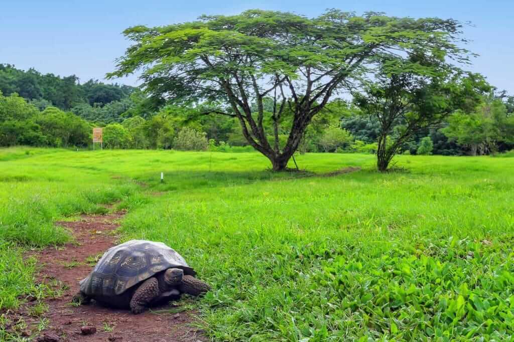 Tortugas en Santa Cruz