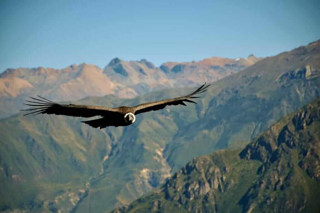 Condor volando en el Canon de Colca
